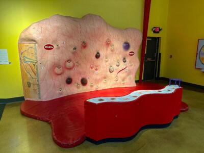 10' HAIR GROWTH ROCK WALL INTERACTIVE EXHIBIT WITH PADDED FLOOR